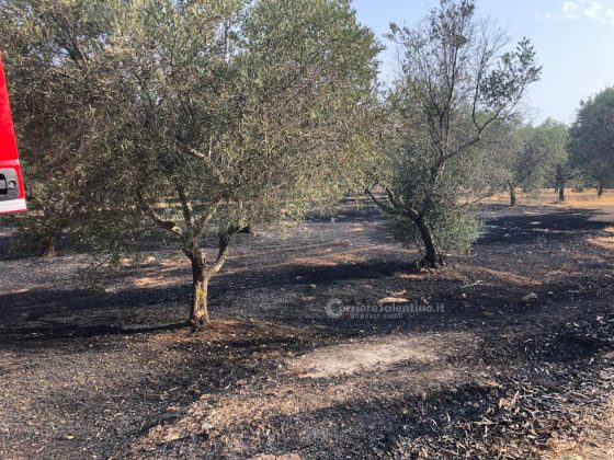 Continuano incendi in Salento: a fuoco uliveti e bosco. Fiamme raggiungono il giardino di una villa - Corriere Salentino