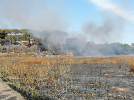 Domenica di fuoco, a Giorgilorio incendio di sterpaglie distrugge cinque auto: paura tra i residenti - Corriere Salentino