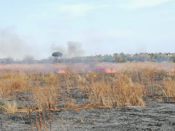 Domenica di fuoco, a Giorgilorio incendio di sterpaglie distrugge cinque auto: paura tra i residenti - Corriere Salentino