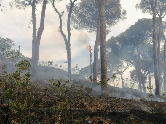 Domenica di fuoco, a Giorgilorio incendio di sterpaglie distrugge cinque auto: paura tra i residenti - Corriere Salentino