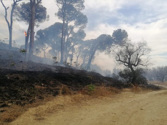 Domenica di fuoco, a Giorgilorio incendio di sterpaglie distrugge cinque auto: paura tra i residenti - Corriere Salentino