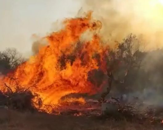 Incendio brucia quasi 15 ettari: sterpaglie ed alberi di ulivo in cenere. Lo scenario è spettrale - Corriere Salentino