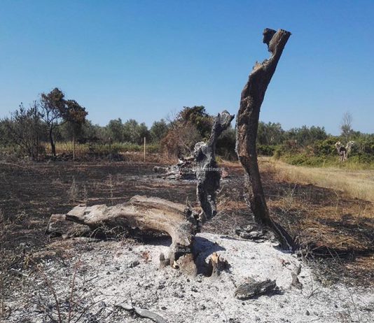 Venti ulivi danneggiati dalle fiamme, 62enne denunciato dalla polizia