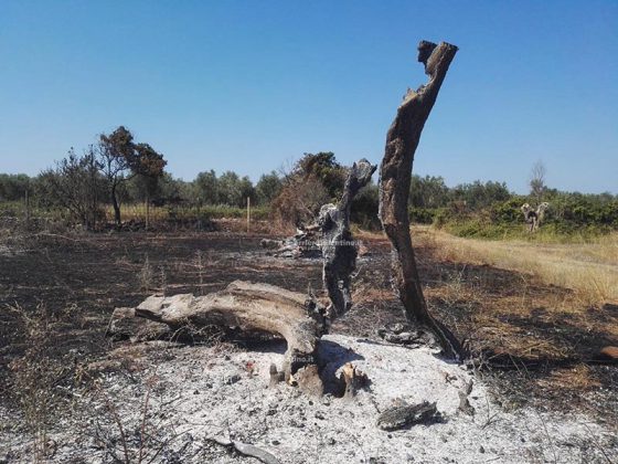 Incendio brucia quasi 15 ettari: sterpaglie ed alberi di ulivo in cenere. Lo scenario è spettrale - Corriere Salentino