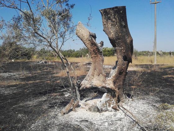 Incendio brucia quasi 15 ettari: sterpaglie ed alberi di ulivo in cenere. Lo scenario è spettrale - Corriere Salentino