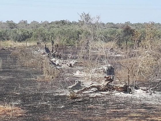 Incendio brucia quasi 15 ettari: sterpaglie ed alberi di ulivo in cenere. Lo scenario è spettrale - Corriere Salentino