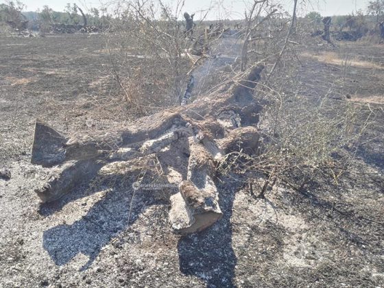 Incendio brucia quasi 15 ettari: sterpaglie ed alberi di ulivo in cenere. Lo scenario è spettrale - Corriere Salentino