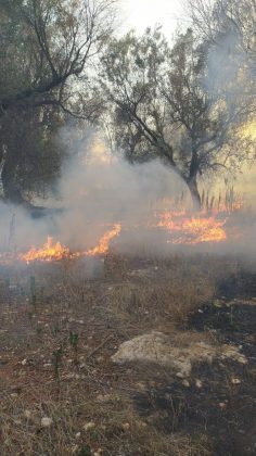 Incendio brucia quasi 15 ettari: sterpaglie ed alberi di ulivo in cenere. Lo scenario è spettrale - Corriere Salentino