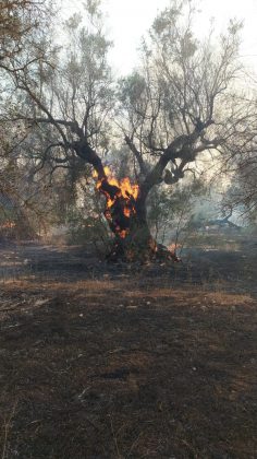 Incendio brucia quasi 15 ettari: sterpaglie ed alberi di ulivo in cenere. Lo scenario è spettrale - Corriere Salentino