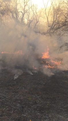 Incendio brucia quasi 15 ettari: sterpaglie ed alberi di ulivo in cenere. Lo scenario è spettrale - Corriere Salentino