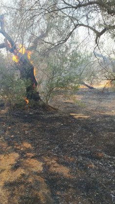 Incendio brucia quasi 15 ettari: sterpaglie ed alberi di ulivo in cenere. Lo scenario è spettrale - Corriere Salentino