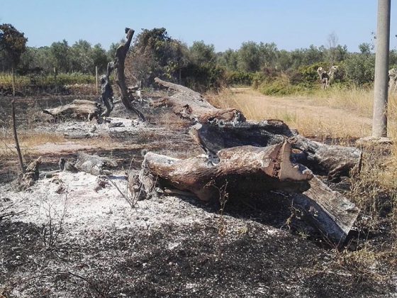 Incendio brucia quasi 15 ettari: sterpaglie ed alberi di ulivo in cenere. Lo scenario è spettrale - Corriere Salentino