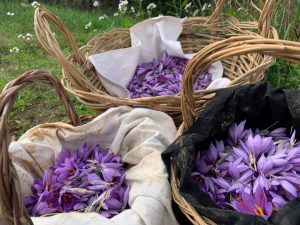 Zafferano: Coldiretti, in Salento i giovani ripartano dall'oro rosso - Corriere Salentino