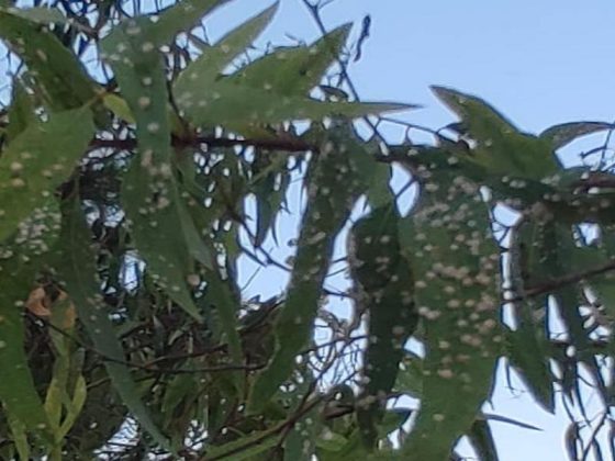 Specie aliene invasive, dopo il punteruolo e la Xylella arriva la "psilla". Lo Sportello dei Diritti: “A rischio alberi di eucalipto” - Corriere Salentino