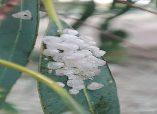 Specie aliene invasive, dopo il punteruolo e la Xylella arriva la “psilla”. Lo Sportello dei Diritti: “A rischio alberi di eucalipto”