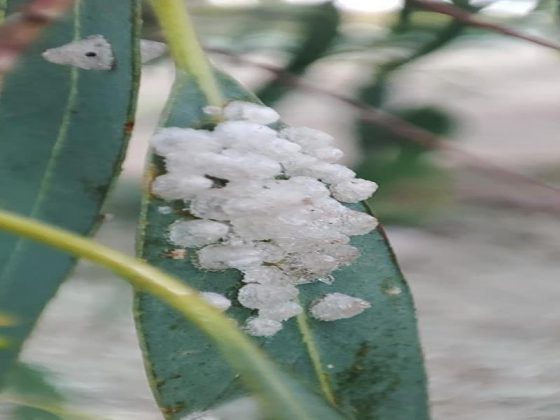 Specie aliene invasive, dopo il punteruolo e la Xylella arriva la "psilla". Lo Sportello dei Diritti: “A rischio alberi di eucalipto” - Corriere Salentino