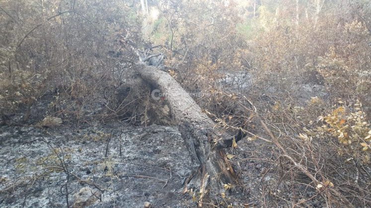 Dopo oltre una settimana dai roghi, gli Alimini tornano alla "normalità": terminato il presidio dei vigili del fuoco - Corriere Salentino