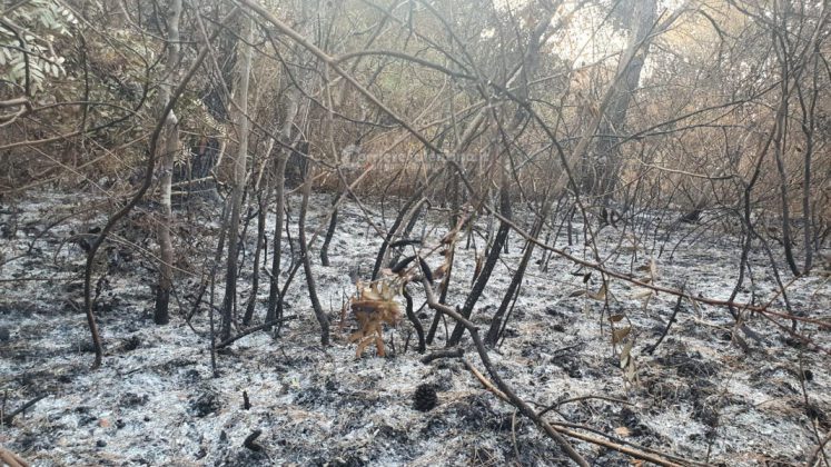 Dopo oltre una settimana dai roghi, gli Alimini tornano alla "normalità": terminato il presidio dei vigili del fuoco - Corriere Salentino