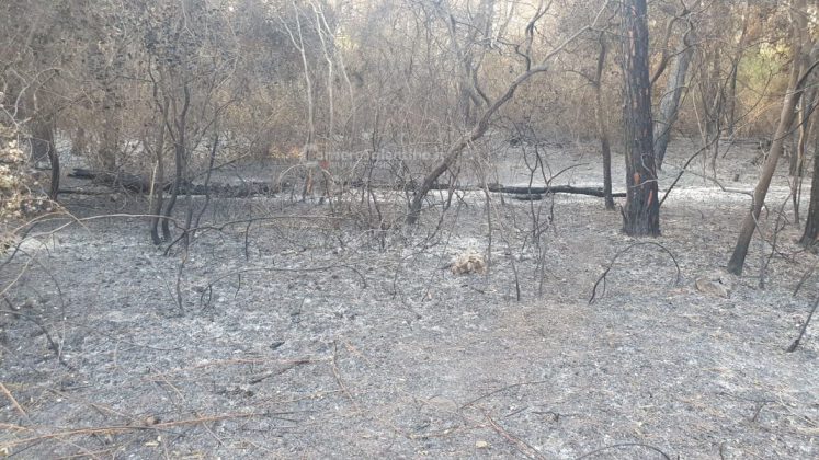 Dopo oltre una settimana dai roghi, gli Alimini tornano alla "normalità": terminato il presidio dei vigili del fuoco - Corriere Salentino