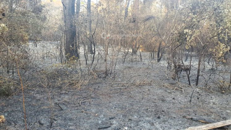 Dopo oltre una settimana dai roghi, gli Alimini tornano alla "normalità": terminato il presidio dei vigili del fuoco - Corriere Salentino