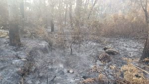 Dopo oltre una settimana dai roghi, gli Alimini tornano alla "normalità": terminato il presidio dei vigili del fuoco - Corriere Salentino