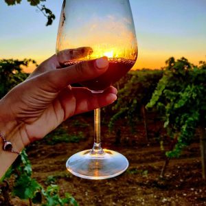 Passeggiata nei vigneti di Donna Palma tra storia e natura - Corriere Salentino