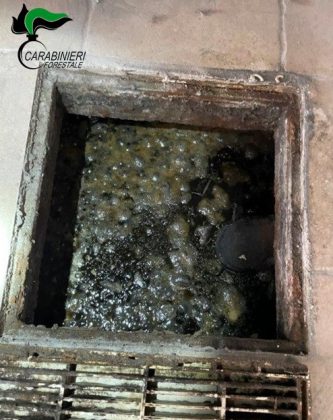 Discariche abusive nei campi, due denunce. Estirpa circa 100 ulivi dal terreno di un vicino, nei guai - Corriere Salentino