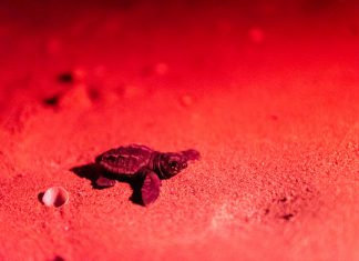 A Lido Conchiglie la prima schiusa di tartarughe dell’estate 2021: nate le prime 17 Caretta caretta