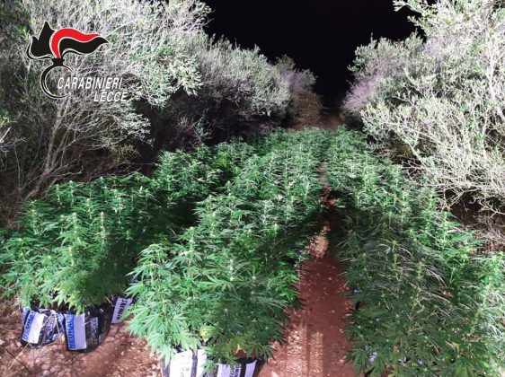 Sorpresi a sorvegliare quasi mille piante di marijuana, due giovani finiscono in carcere - Corriere Salentino