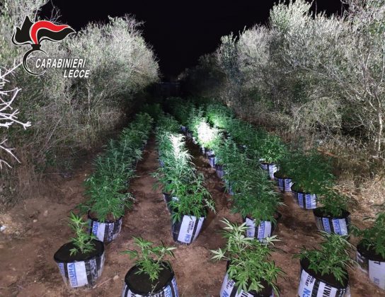 Sorpresi a sorvegliare quasi mille piante di marijuana, due giovani finiscono in carcere - Corriere Salentino
