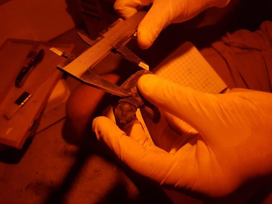 A Lido Conchiglie la prima schiusa di tartarughe dell'estate 2021: nate le prime 17 Caretta caretta - Corriere Salentino