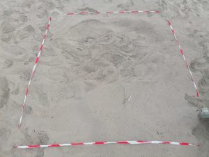 Ancora un nido di caretta caretta in Salento - Corriere Salentino