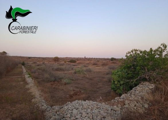 Discariche abusive nei campi, due denunce. Estirpa circa 100 ulivi dal terreno di un vicino, nei guai - Corriere Salentino