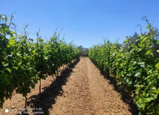 Coldiretti, cresce in Puglia vigneto bio con 3,3mila operatori della filiera