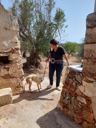 Scivola nella cisterna e ci rimane per giorni: cagnolino salvato dai vigili del fuoco - Corriere Salentino