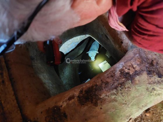 Scivola nella cisterna e ci rimane per giorni: cagnolino salvato dai vigili del fuoco - Corriere Salentino
