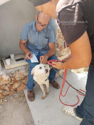 Scivola nella cisterna e ci rimane per giorni: cagnolino salvato dai vigili del fuoco - Corriere Salentino