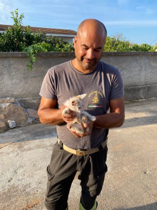 Si nasconde nel vano motore di un'auto, Iron salvato dopo 3 ore e adottato dai vigili del fuoco - Corriere Salentino