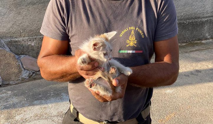 Si nasconde nel vano motore di un'auto, Iron salvato dopo 3 ore e adottato dai vigili del fuoco - Corriere Salentino