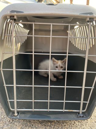 Si nasconde nel vano motore di un'auto, Iron salvato dopo 3 ore e adottato dai vigili del fuoco - Corriere Salentino