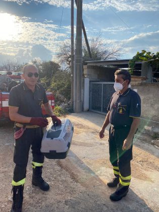 Si nasconde nel vano motore di un'auto, Iron salvato dopo 3 ore e adottato dai vigili del fuoco - Corriere Salentino