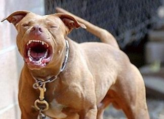Il pitbull di famiglia la aggredisce per la seconda volta in pochi mesi: bimba di 7 anni sfregiata al volto, prognosi riservata