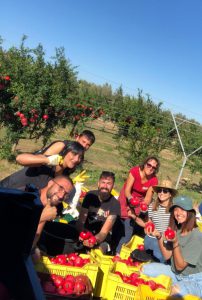 Spremute di melagrane per il nuovo centro Ilma (LILT): due domeniche in riva al mare al Togo Bay - Corriere Salentino