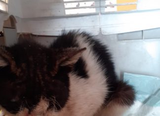 Gatto denutrito muore dopo pochi giorni. La lettera al sindaco Salvemini: si può fare qualcosa in più per evitare la morte degli animali randagi?