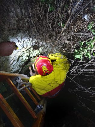 Cane da caccia precipita nel pozzo: Bella salvata dai vigili del fuoco - Corriere Salentino