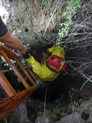 Cane da caccia precipita nel pozzo: Bella salvata dai vigili del fuoco - Corriere Salentino
