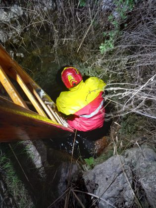 Cane da caccia precipita nel pozzo: Bella salvata dai vigili del fuoco - Corriere Salentino