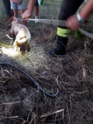 Cane da caccia precipita nel pozzo: Bella salvata dai vigili del fuoco - Corriere Salentino