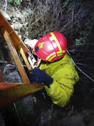 Cane da caccia precipita nel pozzo: Bella salvata dai vigili del fuoco - Corriere Salentino