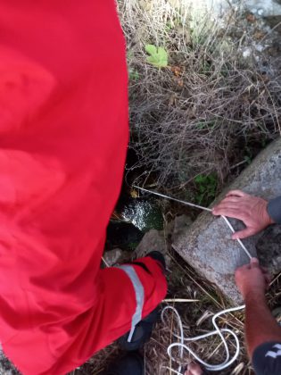 Cane da caccia precipita nel pozzo: Bella salvata dai vigili del fuoco - Corriere Salentino